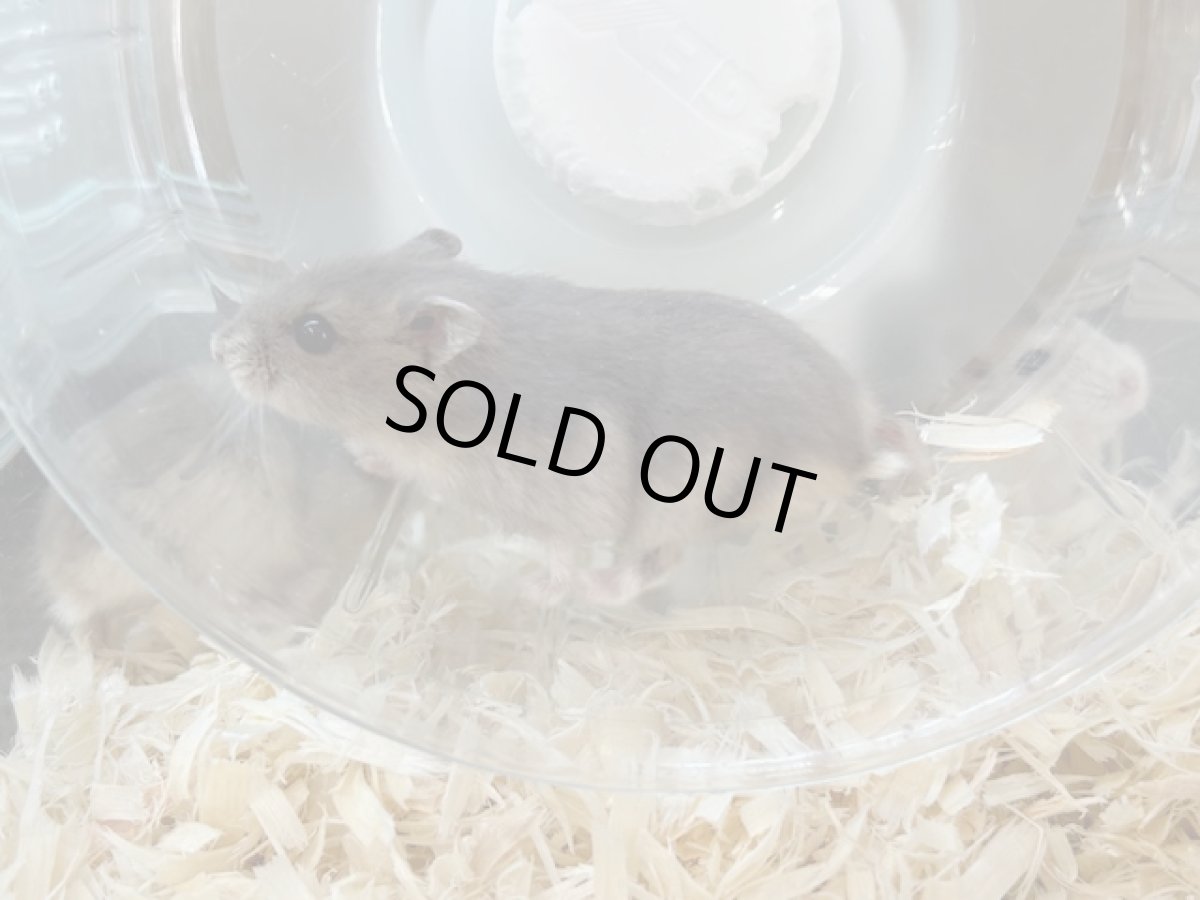 画像3: ジャンガリアンハムスター（ブルーサファイア）♀ 台湾 (3)