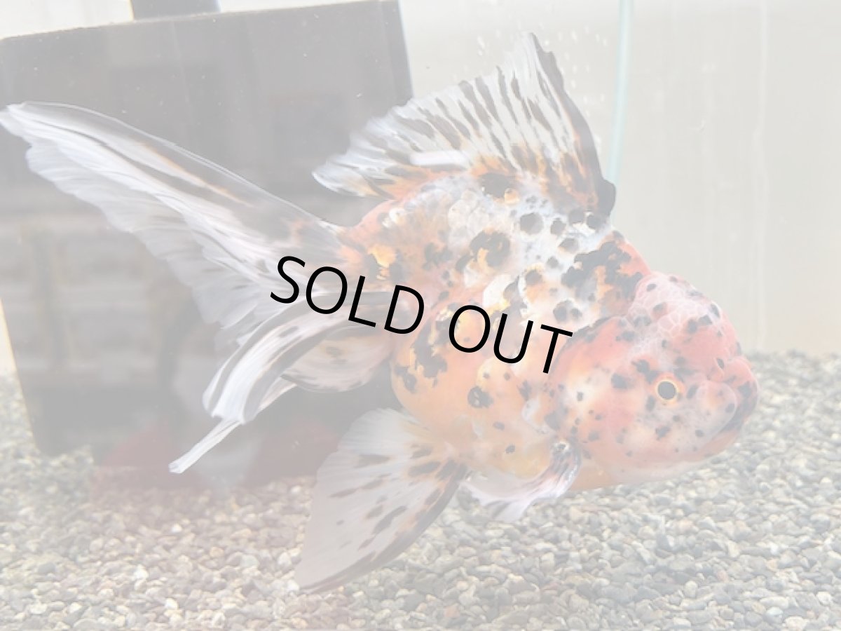 画像3: 3歳 東錦（丸義養魚場産）XXL ±18cm　※尾捲れあり (3)