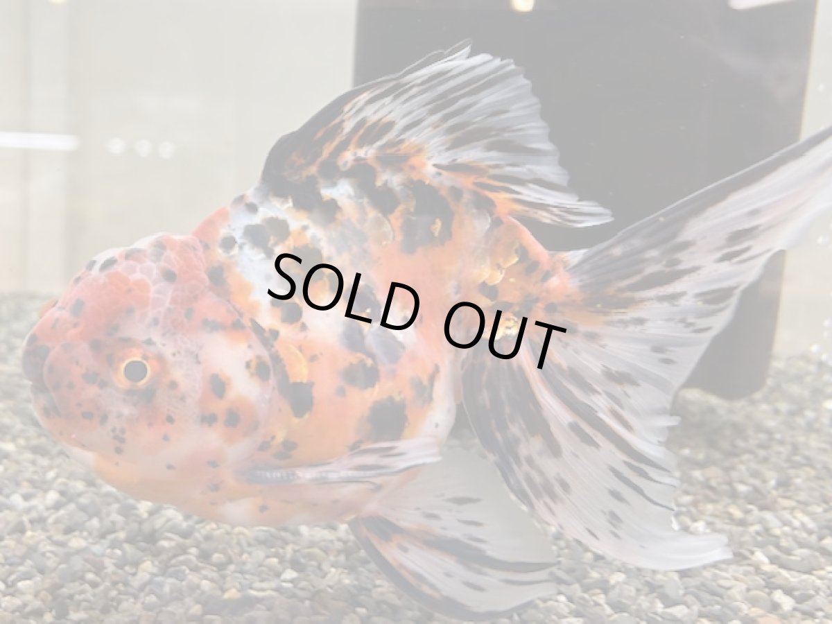 画像1: 3歳 東錦（丸義養魚場産）XXL ±18cm　※尾捲れあり (1)