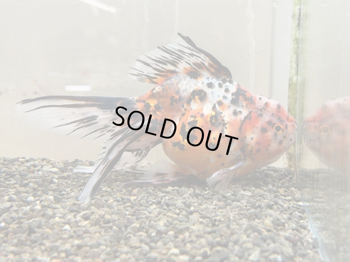 画像4: 3歳 東錦（丸義養魚場産）XXL ±18cm　※尾捲れあり (4)