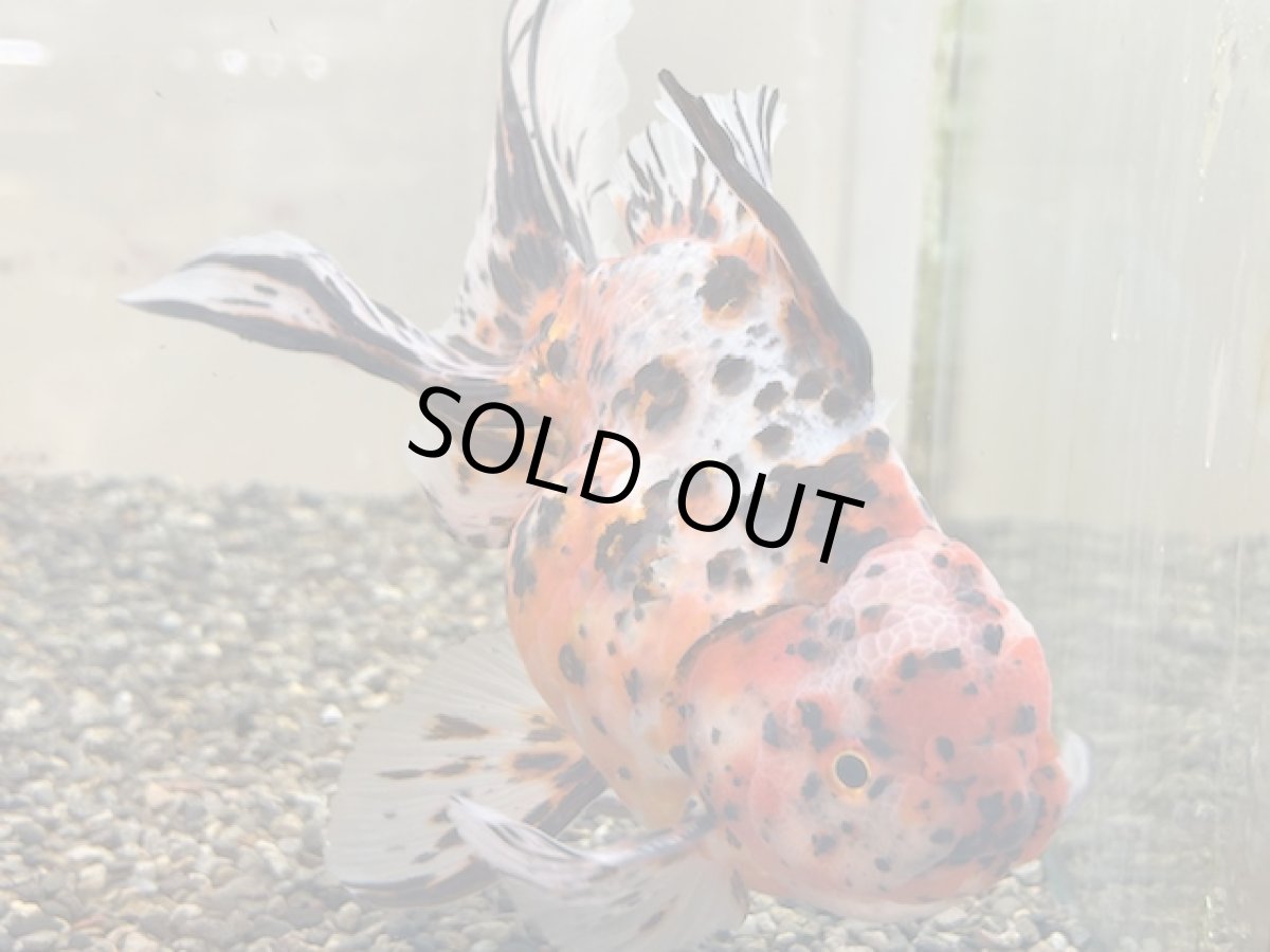 画像2: 3歳 東錦（丸義養魚場産）XXL ±18cm　※尾捲れあり (2)