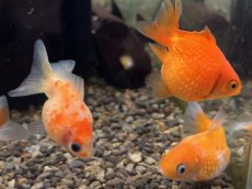 画像2: 国産ピンポンパール（東川養魚場産）±4cm (2)