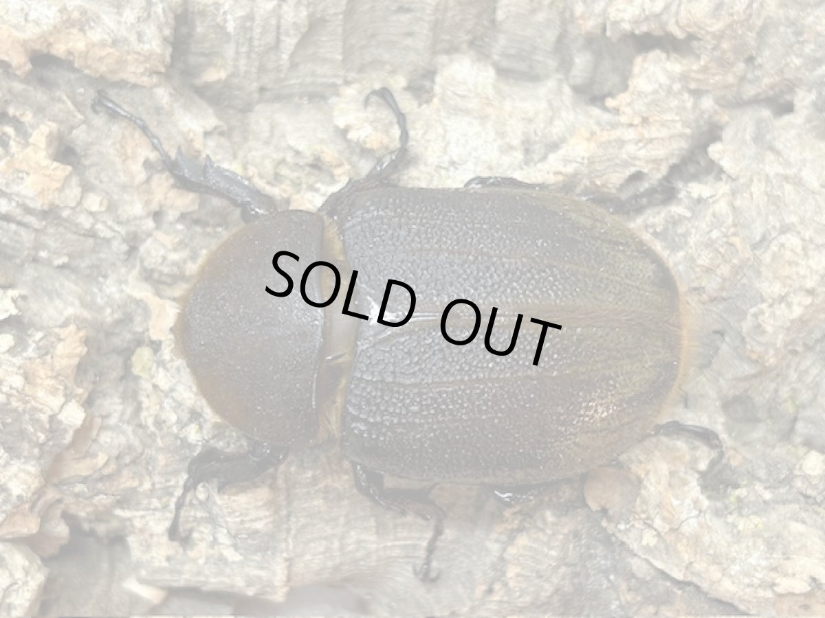 画像2: DH.ヘラクレス　グアドループ産　ペア（累代CB♂142mm 2025/7月 ♀Free mm 2025/7月羽化) (2)