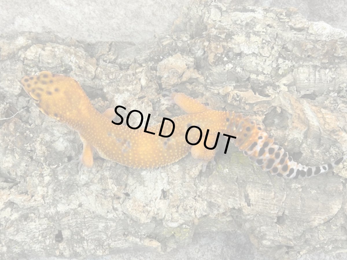 画像2: ヒョウモントカゲモドキ（スーパーハイポタンジェリン♀）韓国CB (2)