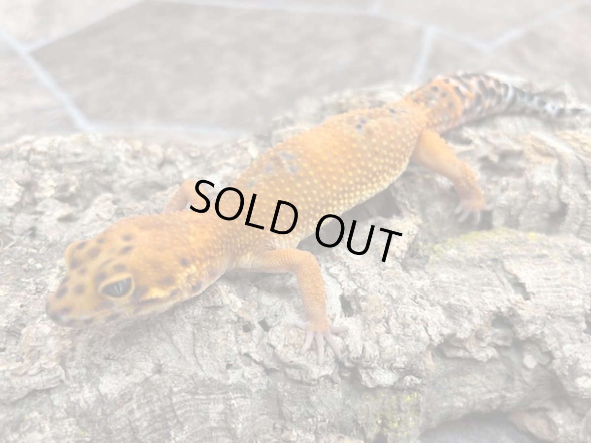 画像1: ヒョウモントカゲモドキ（スーパーハイポタンジェリン♀）韓国CB (1)