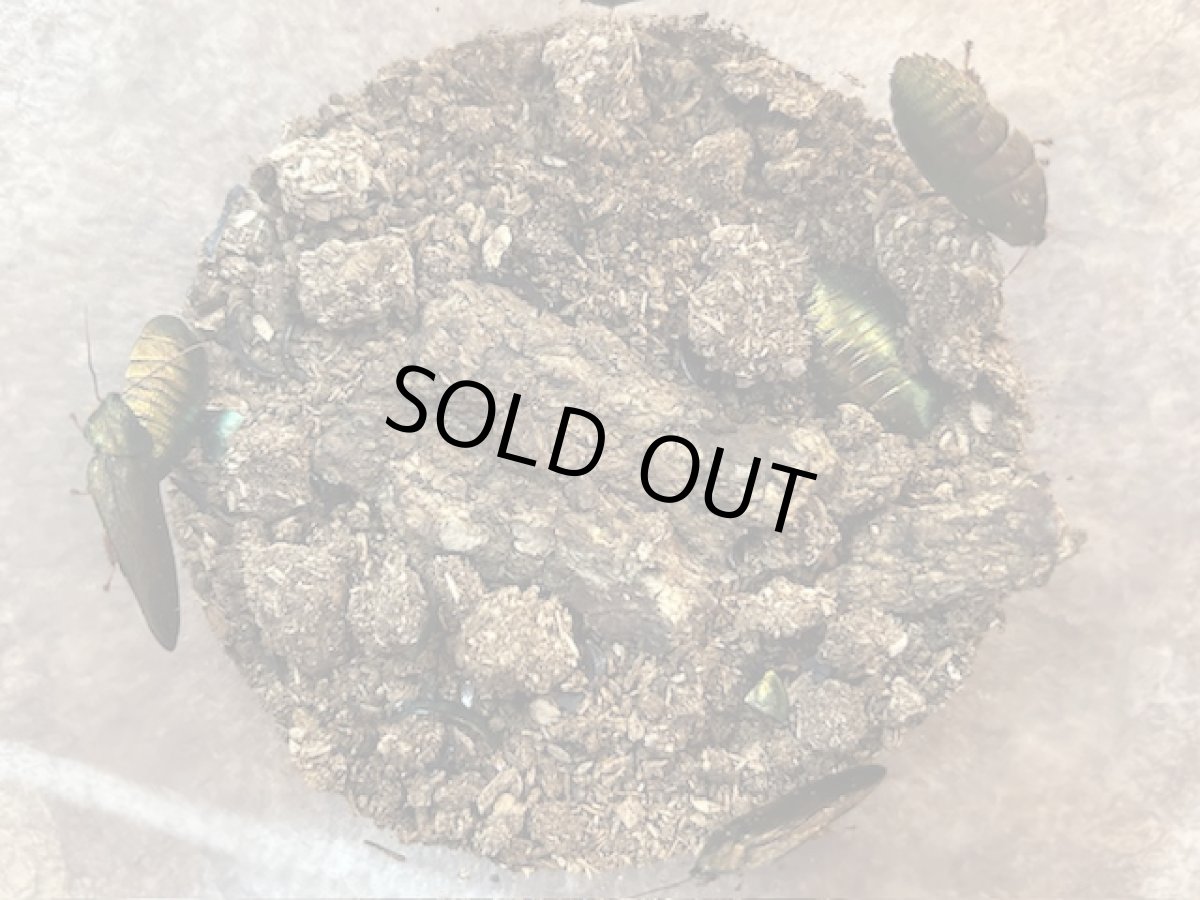 画像3: ニジイロゴキブリ（エメラルドジュエルローチ）　 Free mm 5頭セット　ベトナム・ハザン産 CB (3)