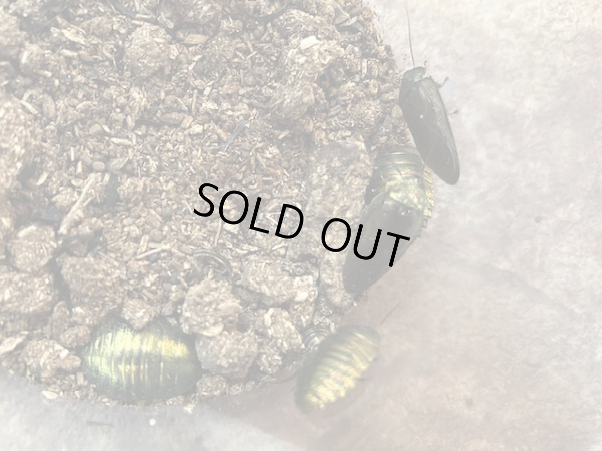 画像2: ニジイロゴキブリ（エメラルドジュエルローチ）　 Free mm 5頭セット　ベトナム・ハザン産 CB (2)