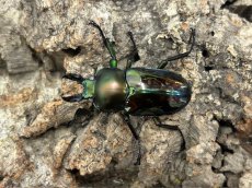 画像1: ニジイロクワガタ［WW］クィーンズランド産　ペア（累代CBF1♂34mm 2024/11月羽化 ♀Free mm 2024/11月羽化） (1)