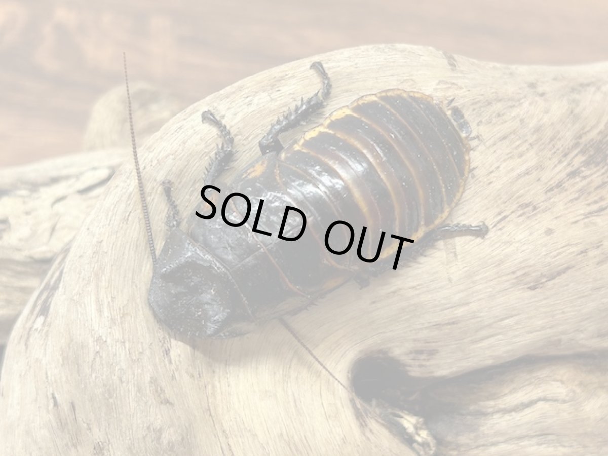 画像2: マダガスカルゴキブリ マダガスカル産 (累代 CB ♂ Free mm) (2)