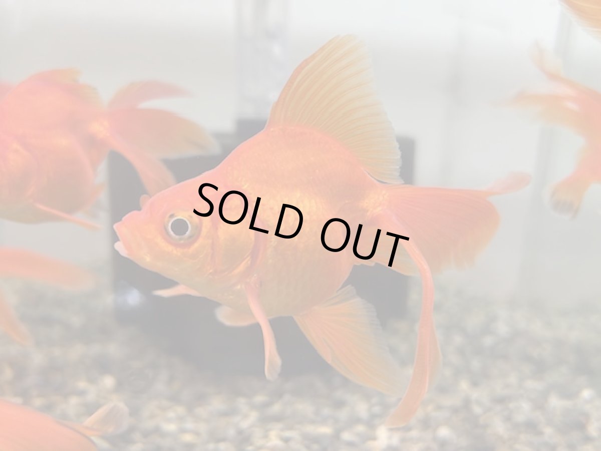 画像1: 琉金 （飯田産）±5cm (1)