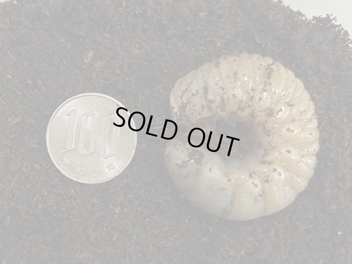 画像2: スマトラコーカサス幼虫 インドネシア スマトラ島産(累代CB 2025年1月割出し) (2)