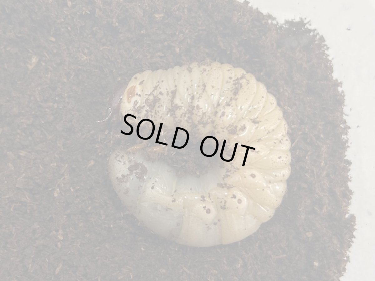 画像1: スマトラコーカサス幼虫 インドネシア スマトラ島産(累代CB 2025年1月割出し) (1)