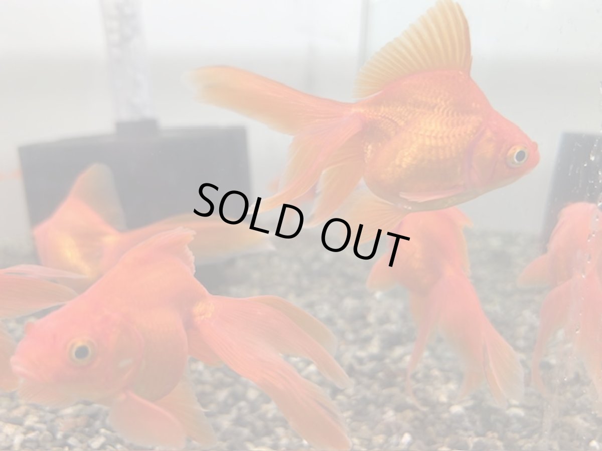 画像3: 琉金 （飯田産）±5cm (3)