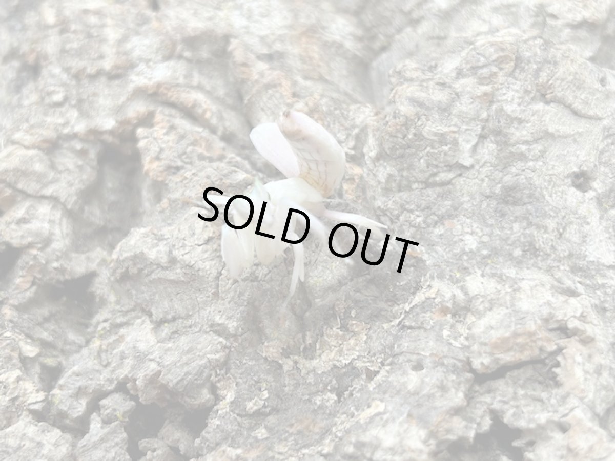 画像2: ハナカマキリ【♀単品】　ジャワ島アルゴプーロ（累代WD  Free ｍｍ） (2)