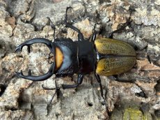 画像1: スペクタビリスツヤクワガタ　スマトラ島パダン産 ペア（累代WD♂75mm  ♀41ｍｍ） (1)