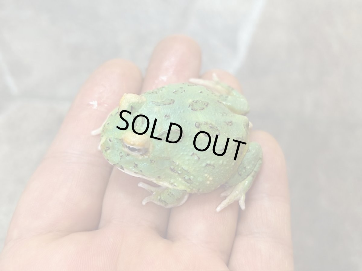 画像2: クラウンウェルツノガエル（ペパーミント4SPOT）CB (2)