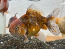 画像1: 国産 オランダショートテール （薩摩産）±7cm (1)