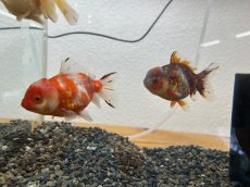 画像5: 国産 オランダショートテール （薩摩産）±7cm (5)