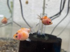 画像4: 国産 ピンポンパール （薩摩産）±4cm (4)