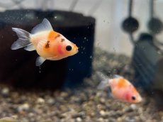 画像1: 国産 ピンポンパール （薩摩産）±4cm (1)