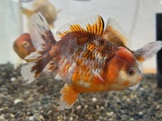 画像2: 国産 オランダショートテール （薩摩産）±7cm (2)