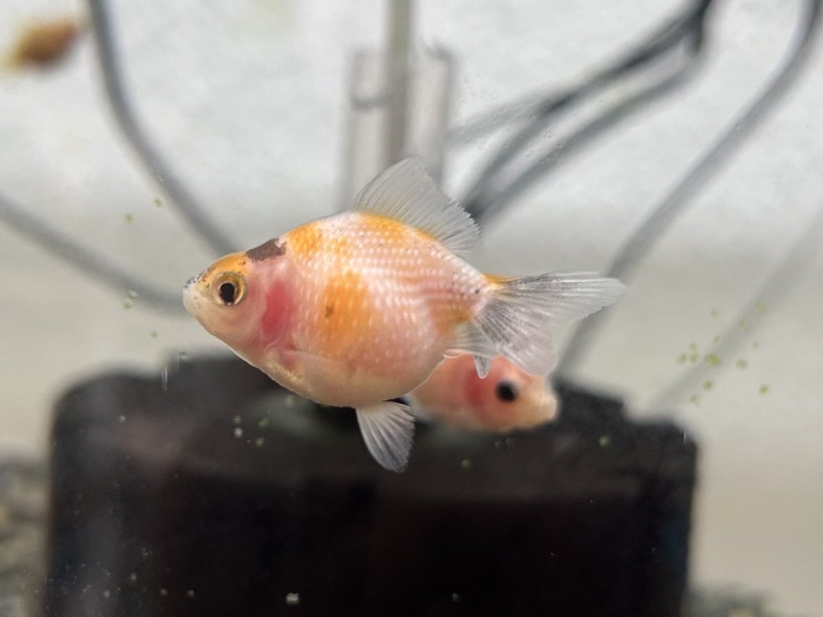 画像3: 国産 ピンポンパール （薩摩産）±4cm (3)