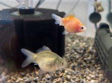 画像2: 国産 ピンポンパール （薩摩産）±4cm (2)