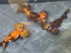 画像2: 水泡眼MIX（中国産）±9cm (2)