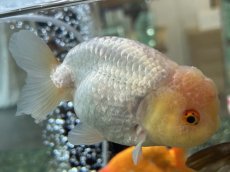 画像5: 3才らんちゅう（丸義養魚場産）±11cm (5)