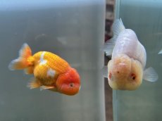 画像2: 3才らんちゅう（丸義養魚場産）±11cm (2)