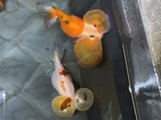 画像3: 水泡眼MIX（中国産）±9cm (3)