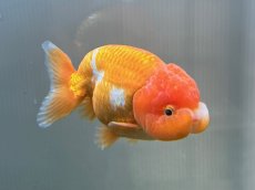 画像3: 3才らんちゅう（丸義養魚場産）±11cm (3)