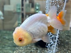 画像4: 3才らんちゅう（丸義養魚場産）±11cm (4)