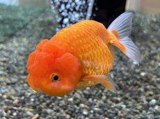 画像1: 3才らんちゅう（丸義養魚場産）±11cm (1)