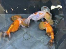 画像1: 水泡眼MIX（中国産）±9cm (1)