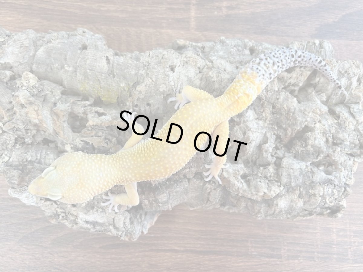 画像2: ヒョウモントカゲモドキ(タンジェリン)(3)韓国CB (2)