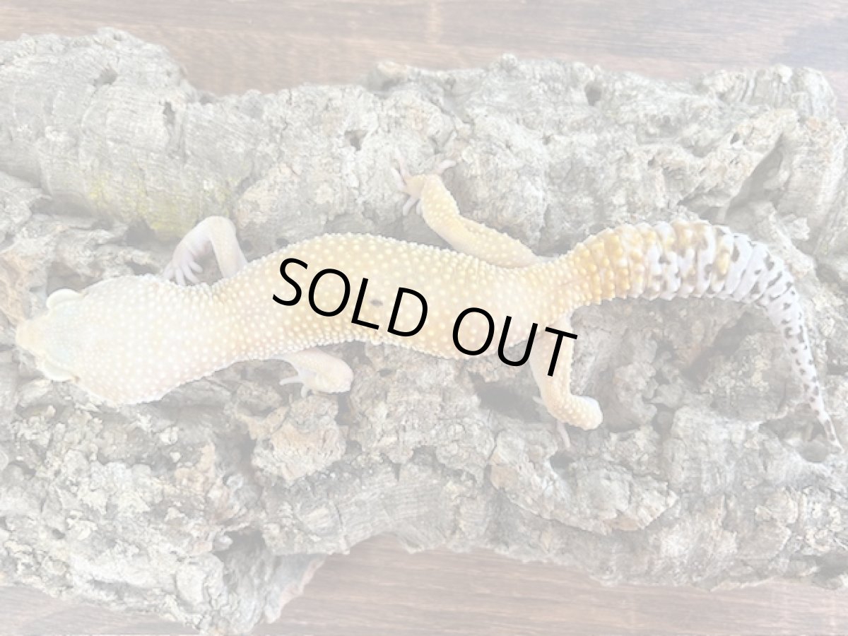 画像2: ヒョウモントカゲモドキ(タンジェリン)➁韓国CB (2)