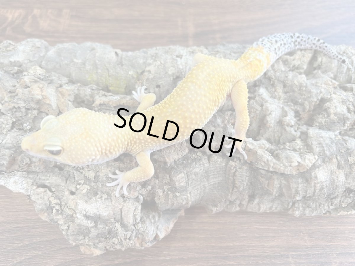 画像1: ヒョウモントカゲモドキ(タンジェリン)(3)韓国CB (1)