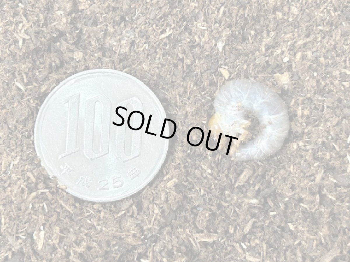 画像2: ニジイロクワガタ幼虫【ゴールドピカール血統】　クイーンズランド産（累代CB 2025年2月割出し） (2)