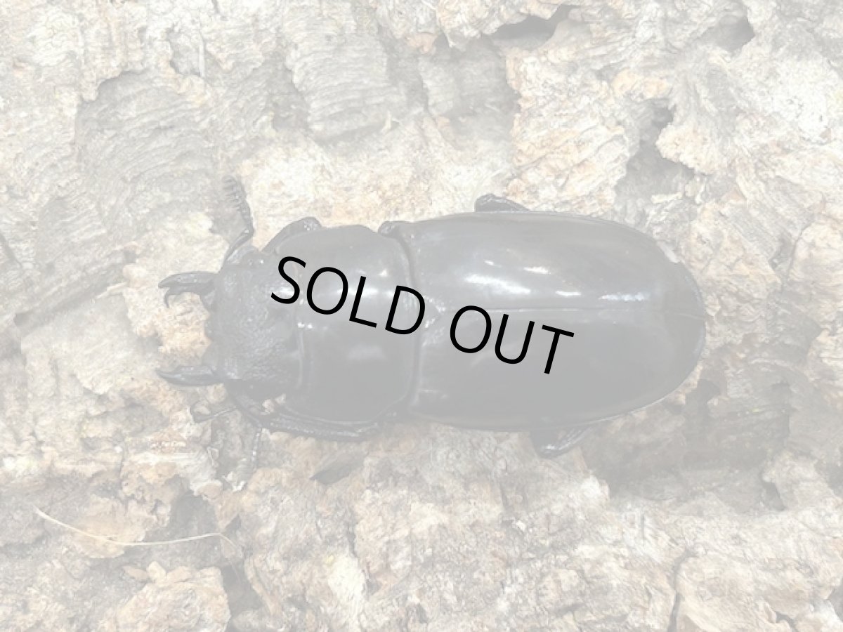 画像2: リノケロスフタマタクワガタ　スマトラ島ベンクール産　ペア（累代WD♂80mm ♀Free mm) (2)