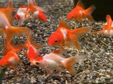 画像1: 更紗琉金（平賀養魚場産）±4cm (1)