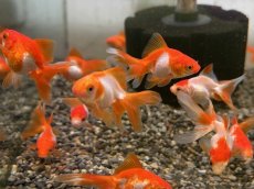 画像2: 更紗琉金（平賀養魚場産）±4cm (2)