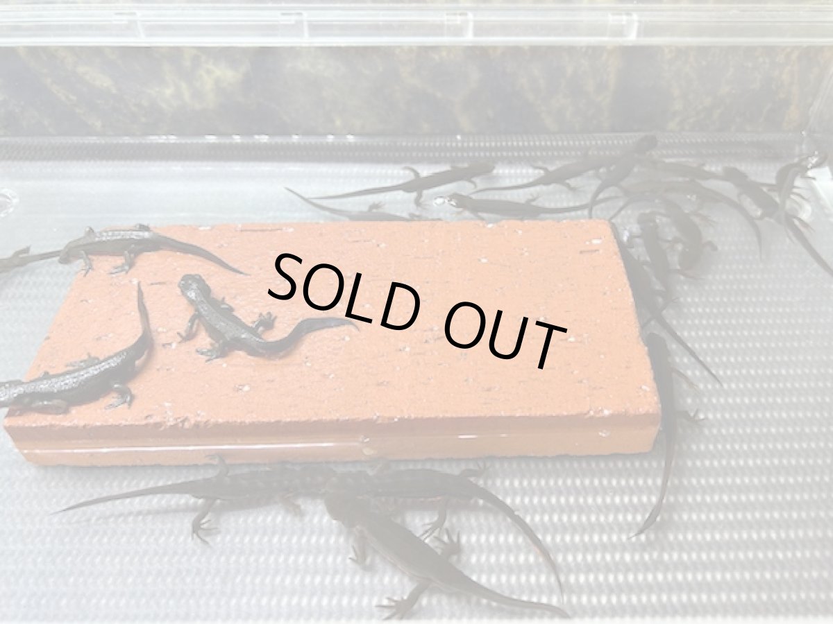 画像2: アカハライモリ　WC（三重県産） (2)