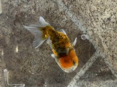 画像5: 墨錦 （深見養魚場産） ±6cm (5)