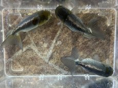 画像2: 青らんちゅう （深見養魚場産） ±10cm (2)