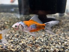 画像1: 朱文金（東川養魚場産）±6cm (1)