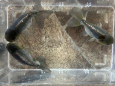 画像3: 青らんちゅう （深見養魚場産） ±10cm (3)