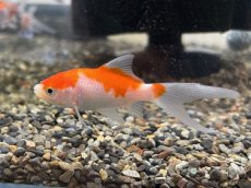 画像1: コメット（東川養魚場産）±6cm (1)