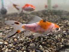 画像2: 朱文金（東川養魚場産）±6cm (2)