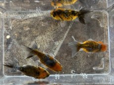 画像2: 墨錦 （深見養魚場産） ±6cm (2)